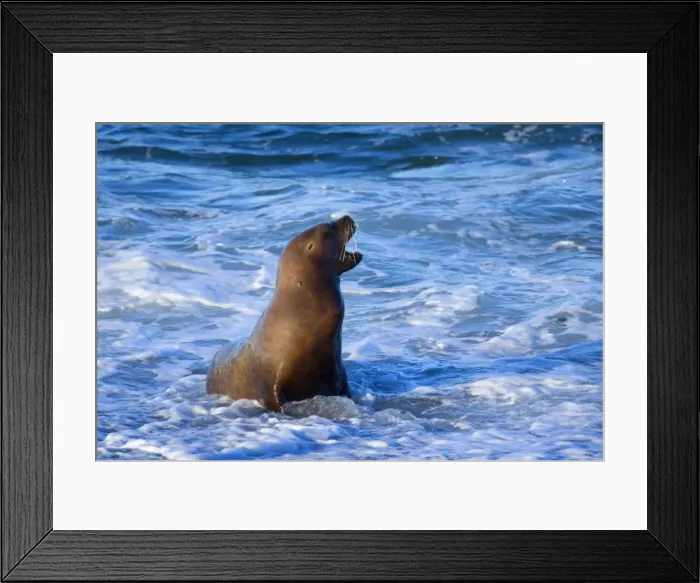 Framed Print : Picture No. 10889540
