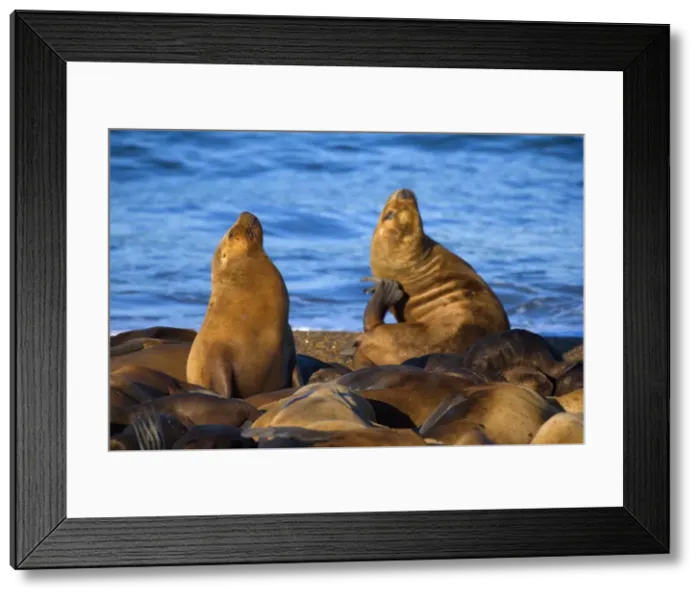 Framed Print : Picture No. 10889537 Framed Print : Picture No. 10889537