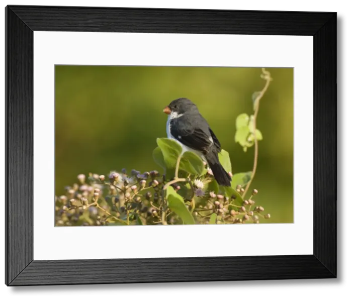 Framed Print : Picture No. 10889546 Framed Print : Picture No. 10889546