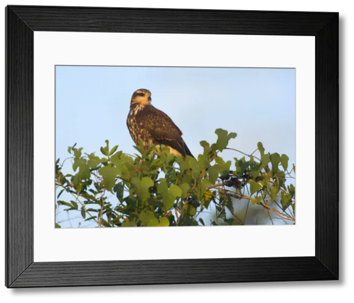 Framed Print : Picture No. 10889550 Framed Print : Picture No. 10889550