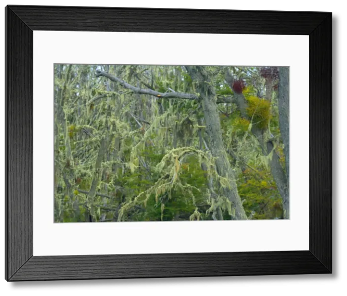 Framed Print : Picture No. 10889556 Framed Print : Picture No. 10889556