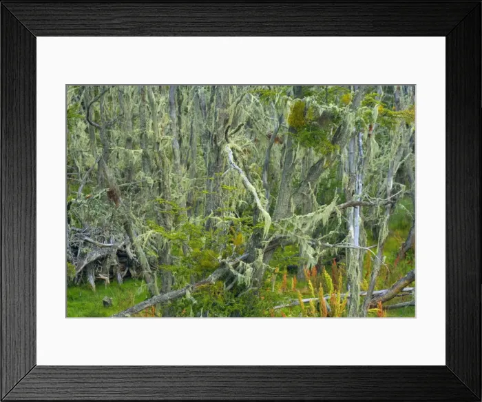 Framed Print : Picture No. 10889554 Framed Print : Picture No. 10889554