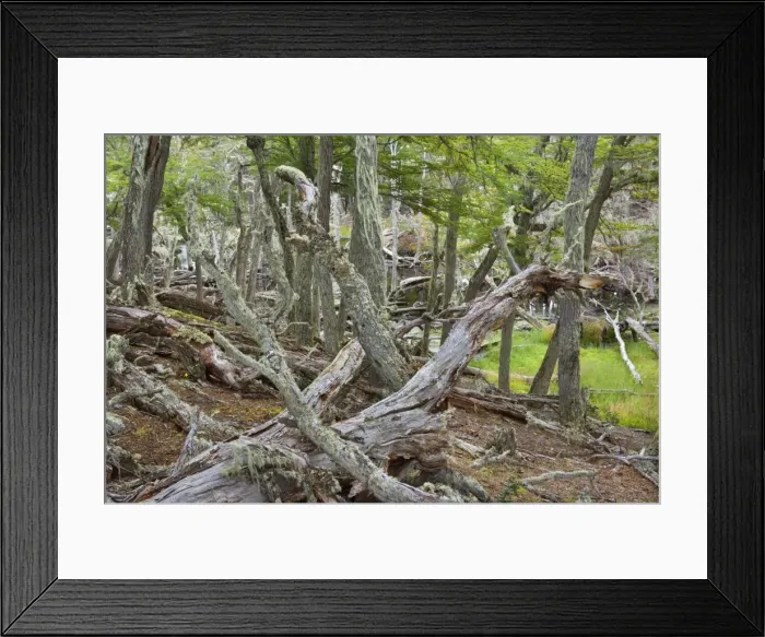 Framed Print : Picture No. 10889551 Framed Print : Picture No. 10889551