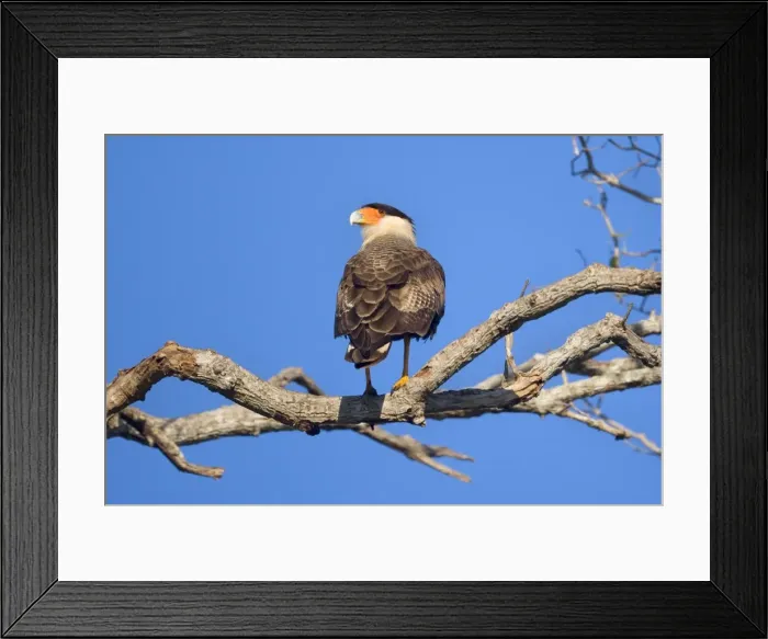 Framed Print : Picture No. 10889558 Framed Print : Picture No. 10889558