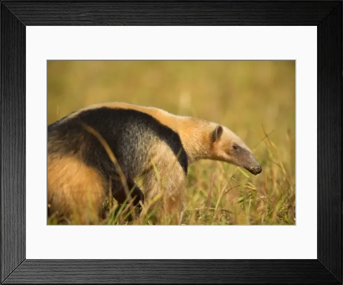 Framed Print : Picture No. 10889559 Framed Print : Picture No. 10889559