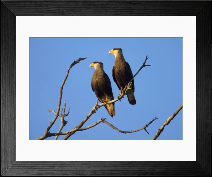 Framed Print : Picture No. 10889557 Framed Print : Picture No. 10889557