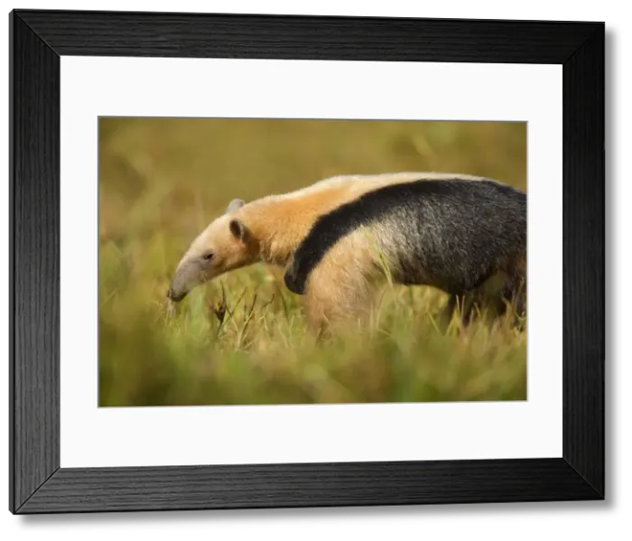Framed Print : Picture No. 10889561 Framed Print : Picture No. 10889561