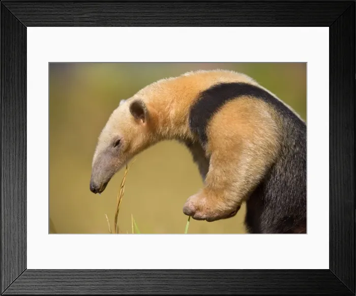 Framed Print : Picture No. 10889562