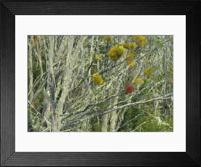 Framed Print : Picture No. 10889555