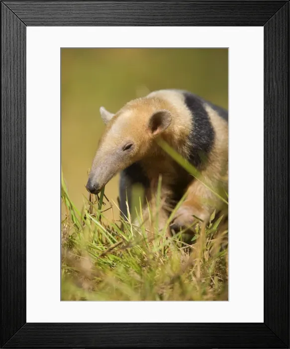 Framed Print : Picture No. 10889560 Framed Print : Picture No. 10889560