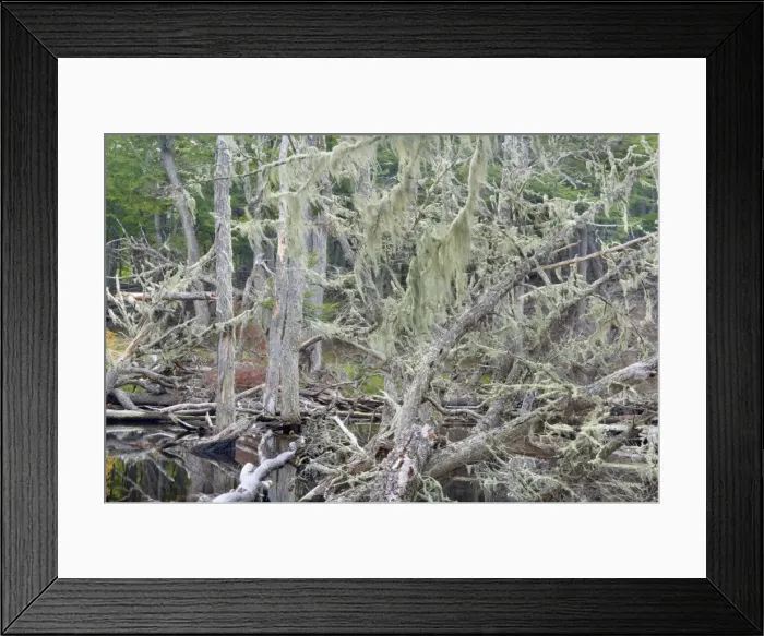 Framed Print : Picture No. 10889552 Framed Print : Picture No. 10889552