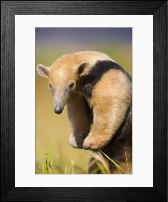 Framed Print : Picture No. 10889563 Framed Print : Picture No. 10889563