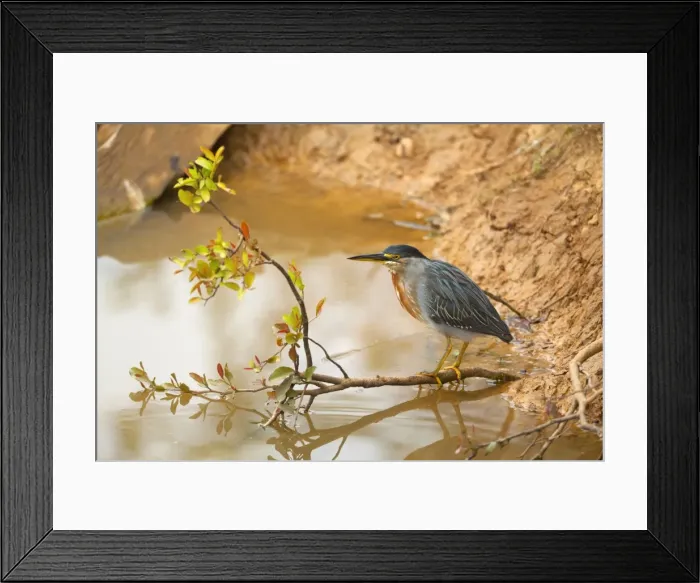 Framed Print : Picture No. 10889572 Framed Print : Picture No. 10889572