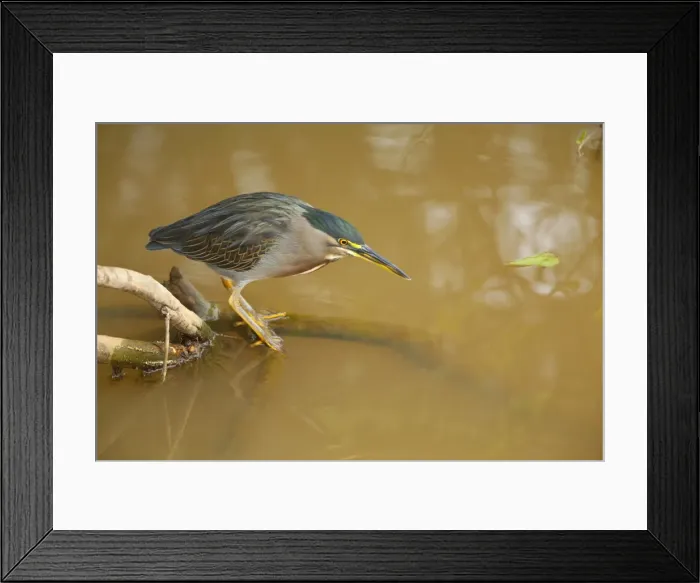 Framed Print : Picture No. 10889573 Framed Print : Picture No. 10889573