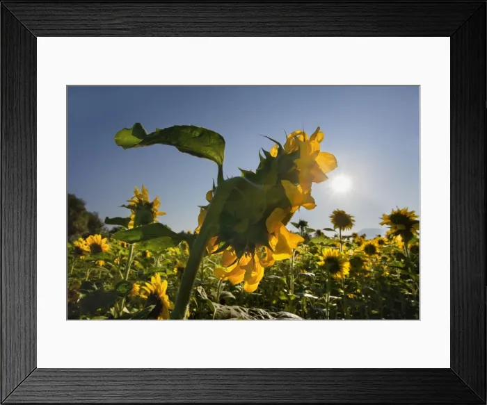 Framed Print : Picture No. 10889578
