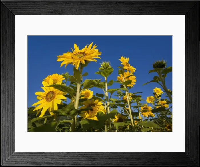 Framed Print : Picture No. 10889581 Framed Print : Picture No. 10889581