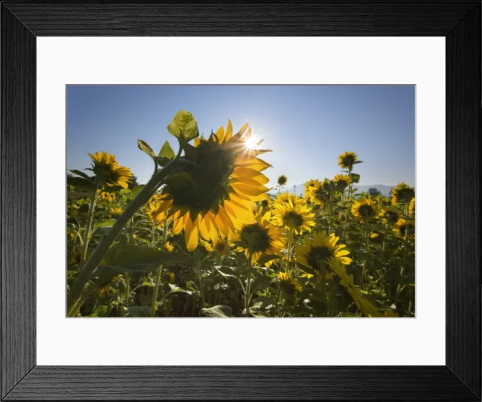 Framed Print : Picture No. 10889584 Framed Print : Picture No. 10889584
