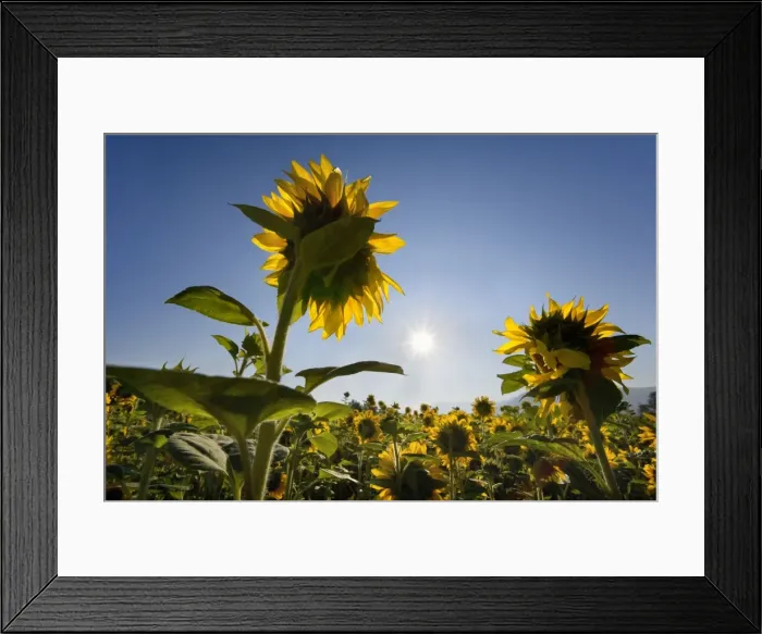 Framed Print : Picture No. 10889580 Framed Print : Picture No. 10889580