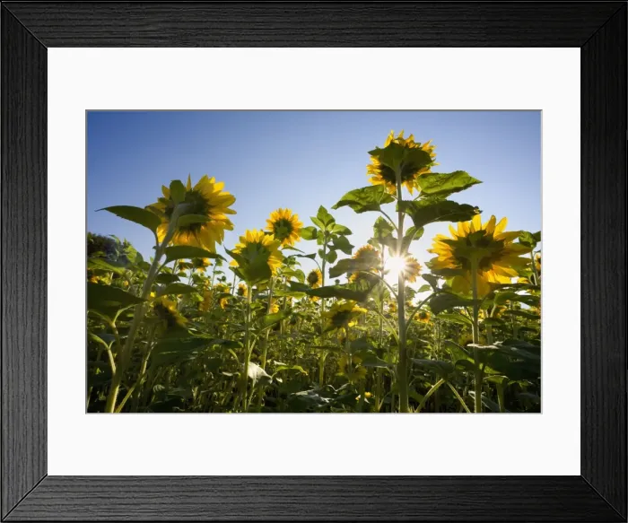 Framed Print : Picture No. 10889579 Framed Print : Picture No. 10889579