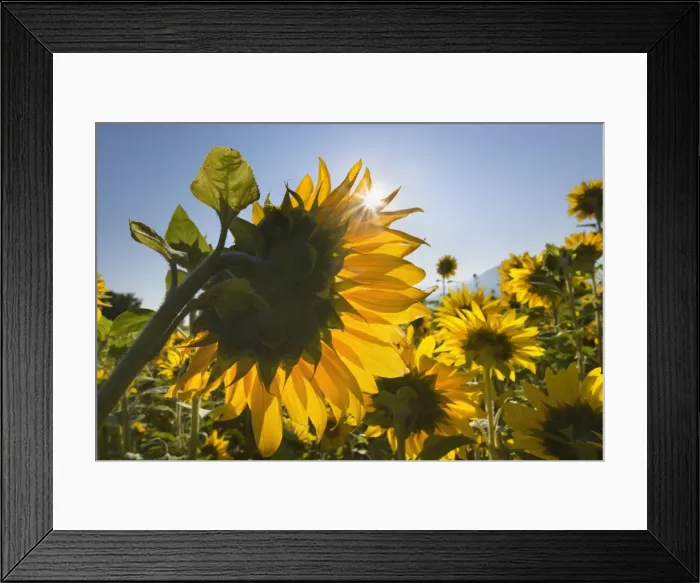 Framed Print : Picture No. 10889585 Framed Print : Picture No. 10889585