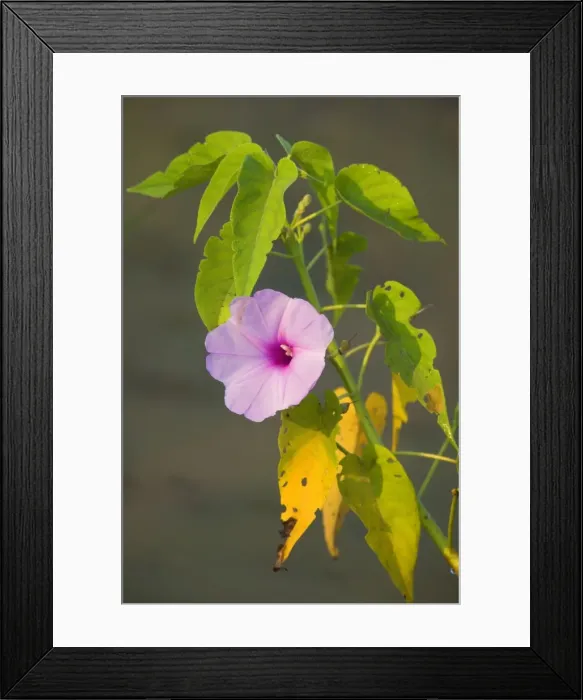 Framed Print : Picture No. 10889586 Framed Print : Picture No. 10889586