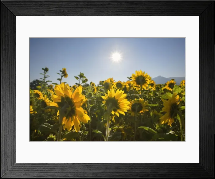 Framed Print : Picture No. 10889583 Framed Print : Picture No. 10889583