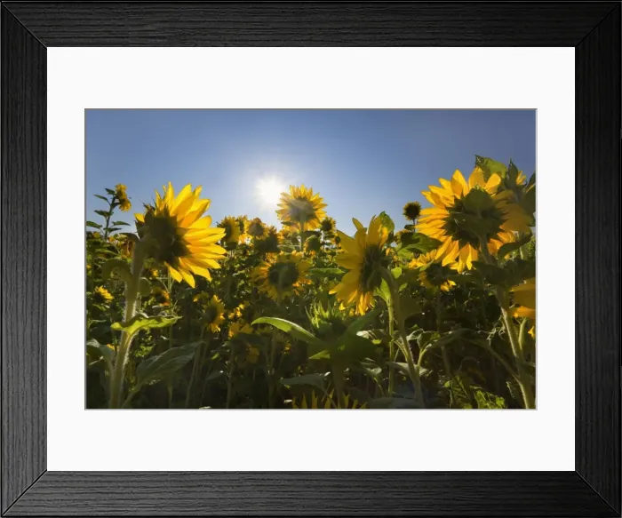 Framed Print : Picture No. 10889582