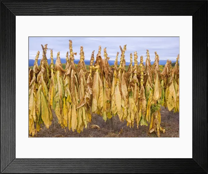 Framed Print : Picture No. 10889591 Framed Print : Picture No. 10889591