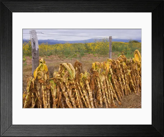 Framed Print : Picture No. 10889590 Framed Print : Picture No. 10889590