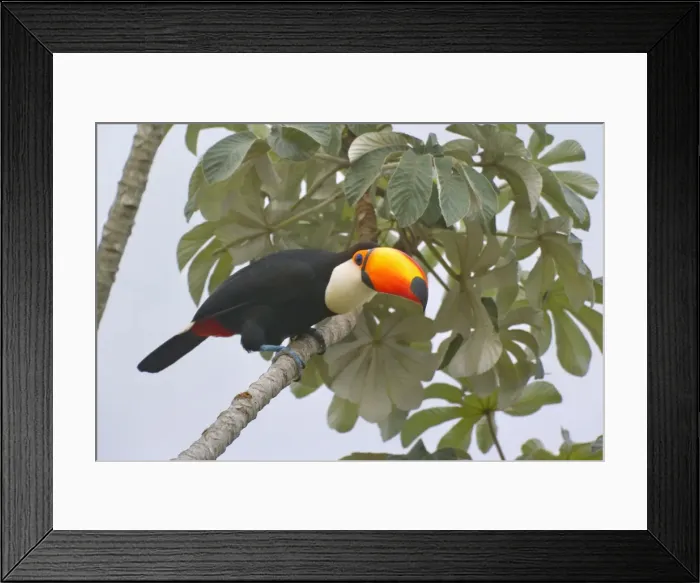 Framed Print : Picture No. 10889595 Framed Print : Picture No. 10889595