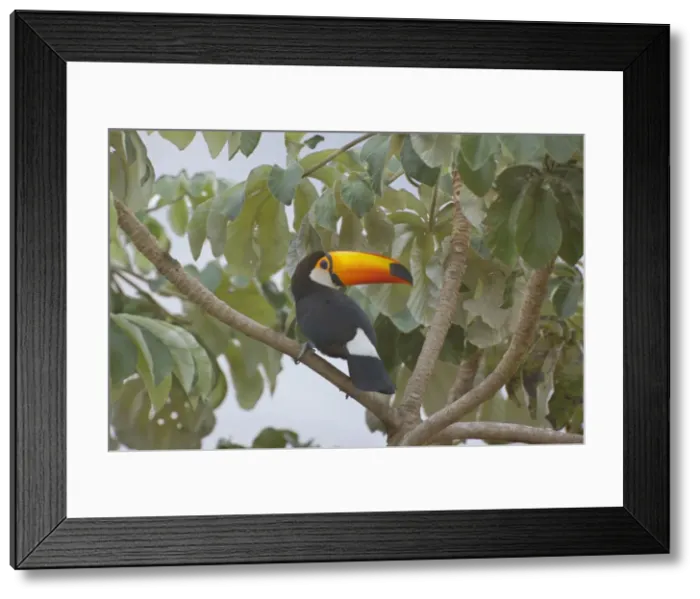 Framed Print : Picture No. 10889596 Framed Print : Picture No. 10889596