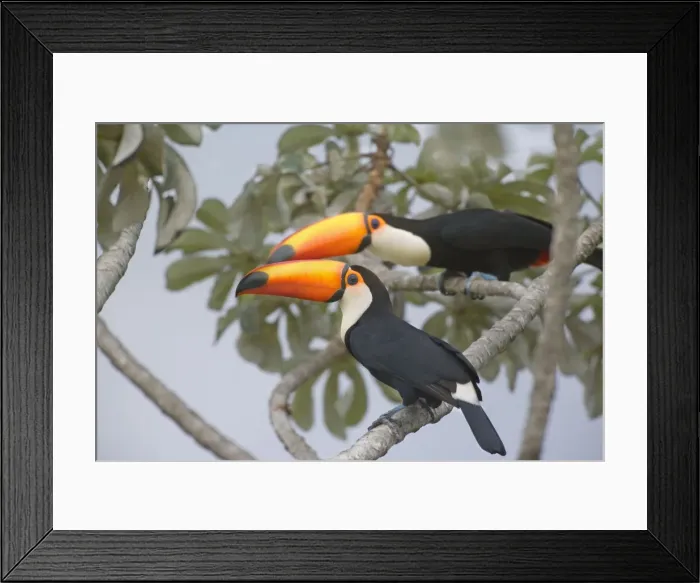 Framed Print : Picture No. 10889594 Framed Print : Picture No. 10889594