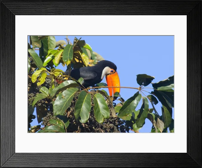 Framed Print : Picture No. 10889598 Framed Print : Picture No. 10889598