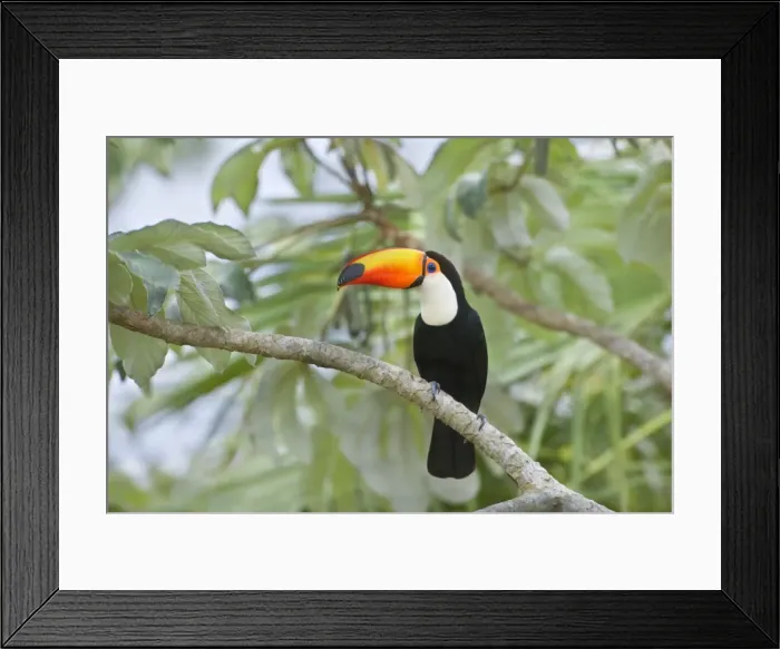 Framed Print : Picture No. 10889593 Framed Print : Picture No. 10889593