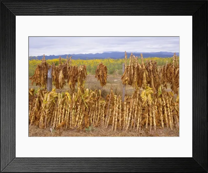 Framed Print : Picture No. 10889589 Framed Print : Picture No. 10889589