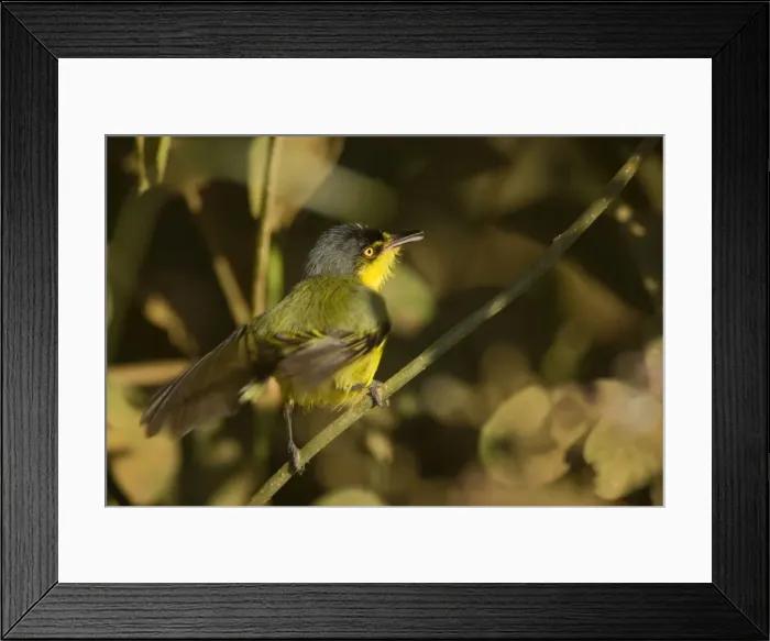 Framed Print : Picture No. 10889602 Framed Print : Picture No. 10889602