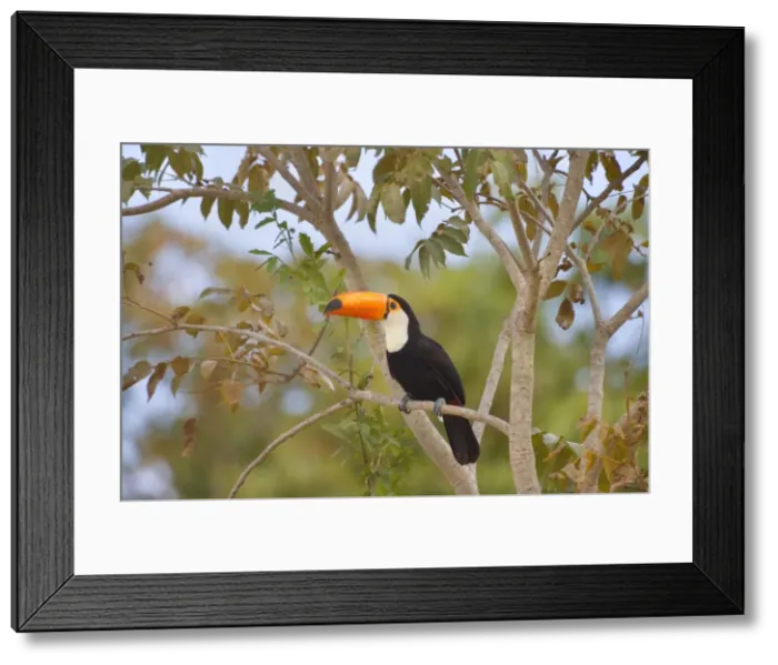 Framed Print : Picture No. 10889597