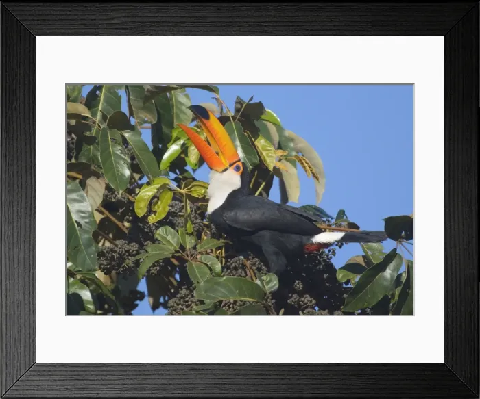 Framed Print : Picture No. 10889599 Framed Print : Picture No. 10889599