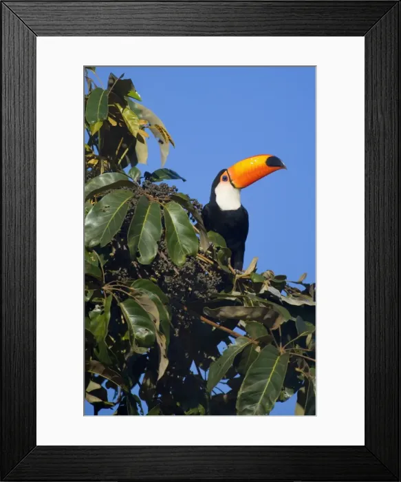 Framed Print : Picture No. 10889601 Framed Print : Picture No. 10889601
