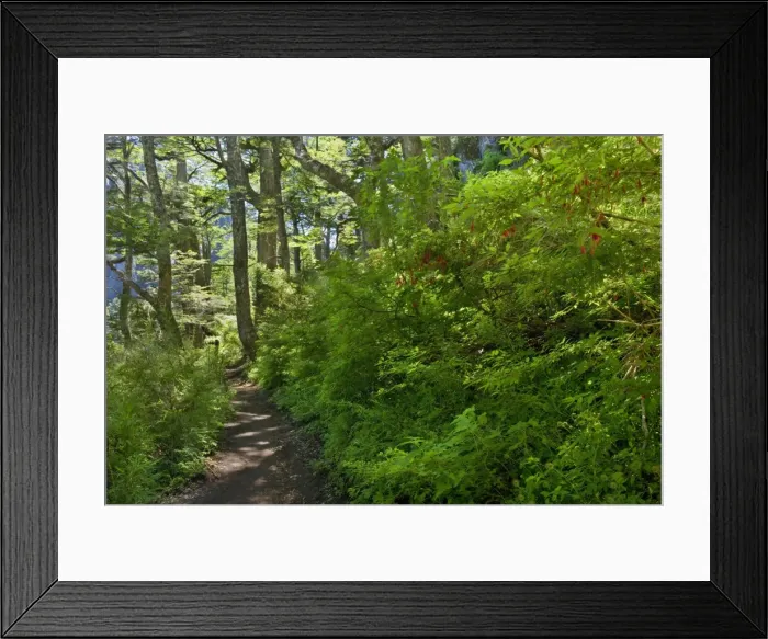 Framed Print : Picture No. 10889609 Framed Print : Picture No. 10889609