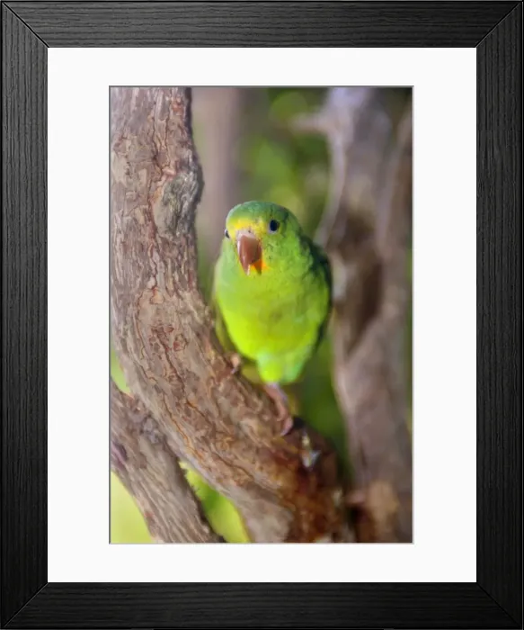 Framed Print : Picture No. 10889610 Framed Print : Picture No. 10889610