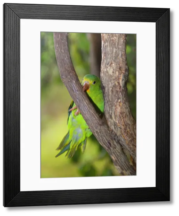 Framed Print : Picture No. 10889611 Framed Print : Picture No. 10889611