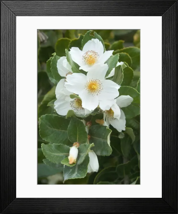 Framed Print : Picture No. 10889613 Framed Print : Picture No. 10889613