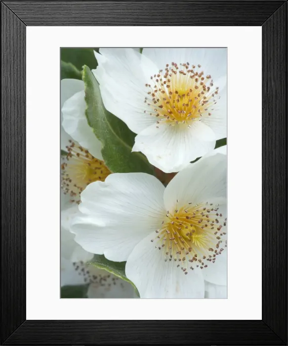 Framed Print : Picture No. 10889612 Framed Print : Picture No. 10889612