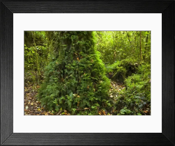 Framed Print : Picture No. 10889614
