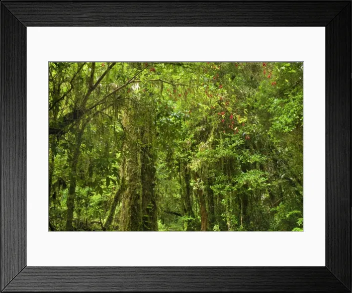 Framed Print : Picture No. 10889615 Framed Print : Picture No. 10889615