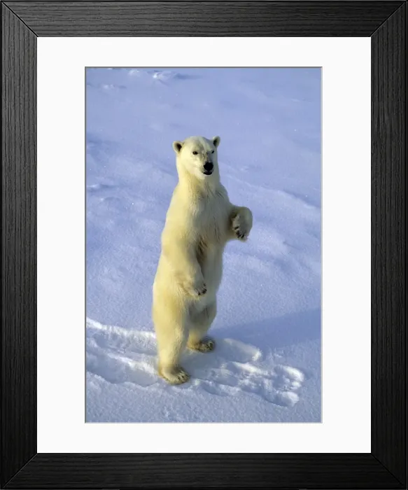 Framed Print : Picture No. 10889673 Framed Print : Picture No. 10889673