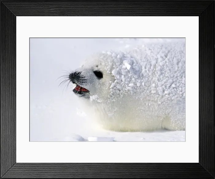Framed Print : Picture No. 10889681