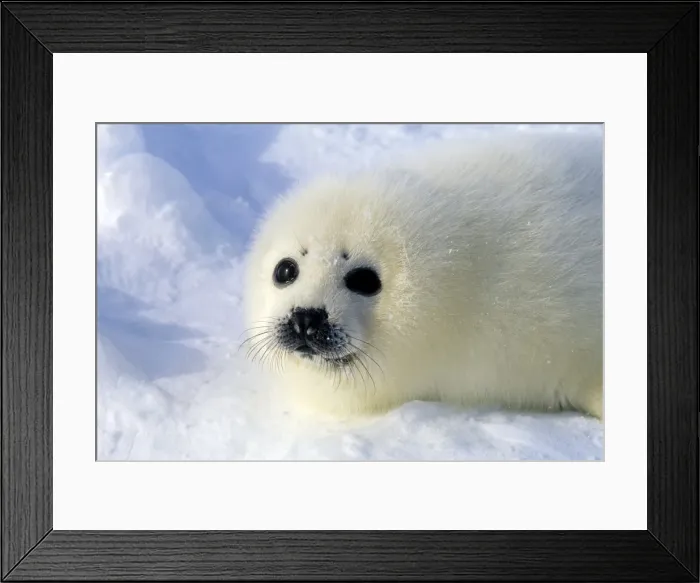 Framed Print : Picture No. 10889678 Framed Print : Picture No. 10889678