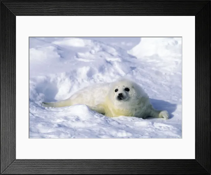 Framed Print : Picture No. 10889680 Framed Print : Picture No. 10889680